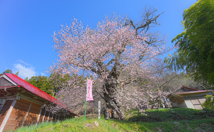 一関市千厩町にある「種蒔桜」