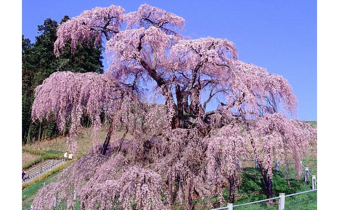 三春滝桜