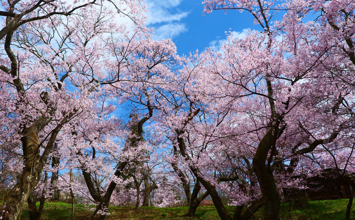 高遠城址公園の桜（日本有数の桜名所）
