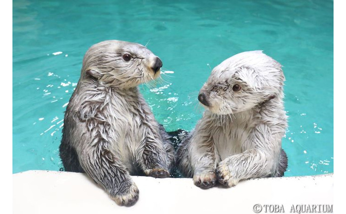 「鳥羽水族館」のラッコ