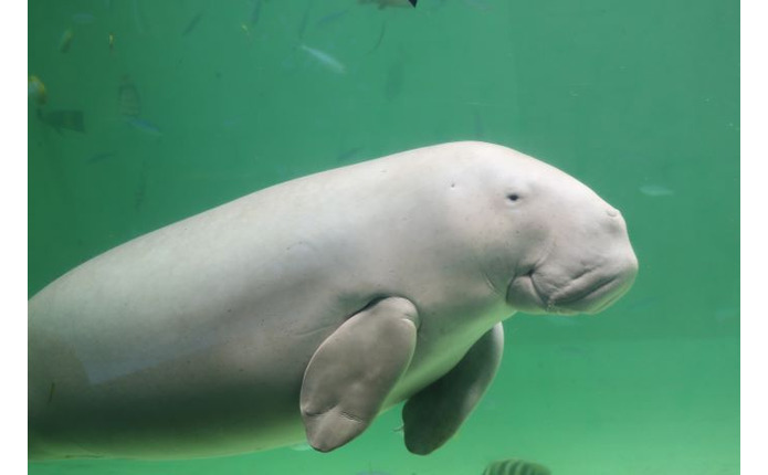 「鳥羽水族館」のジュゴン