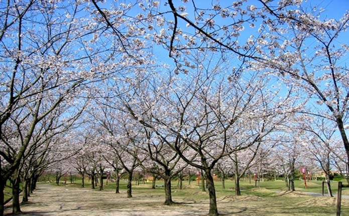 コカコーラウエストスポーツパークの桜並木